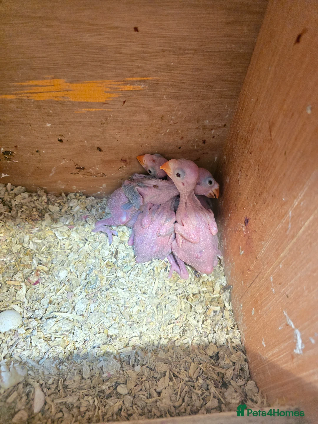 Ringnecks birds for sale: Baby Ringnecks  - Advert 2