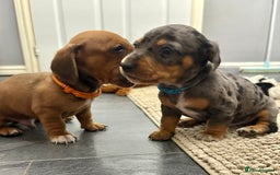 Miniature Dachshund dogs for sale: Almost ready to leave!Amazing Miniature Dachshunds in Doncaster - Image 18