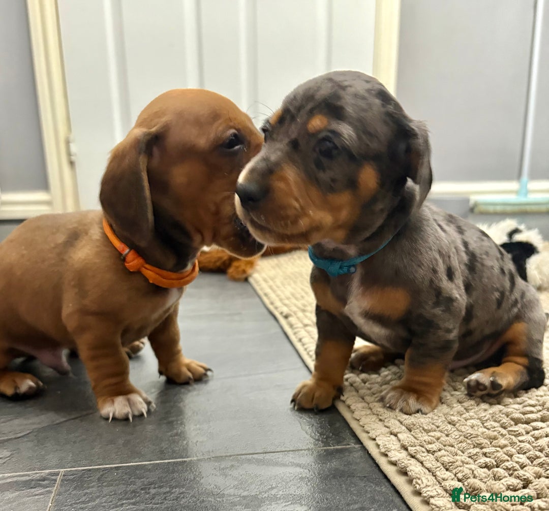 Miniature Dachshund dogs for sale: Almost ready to leave!Amazing Miniature Dachshunds in Doncaster - Image 18