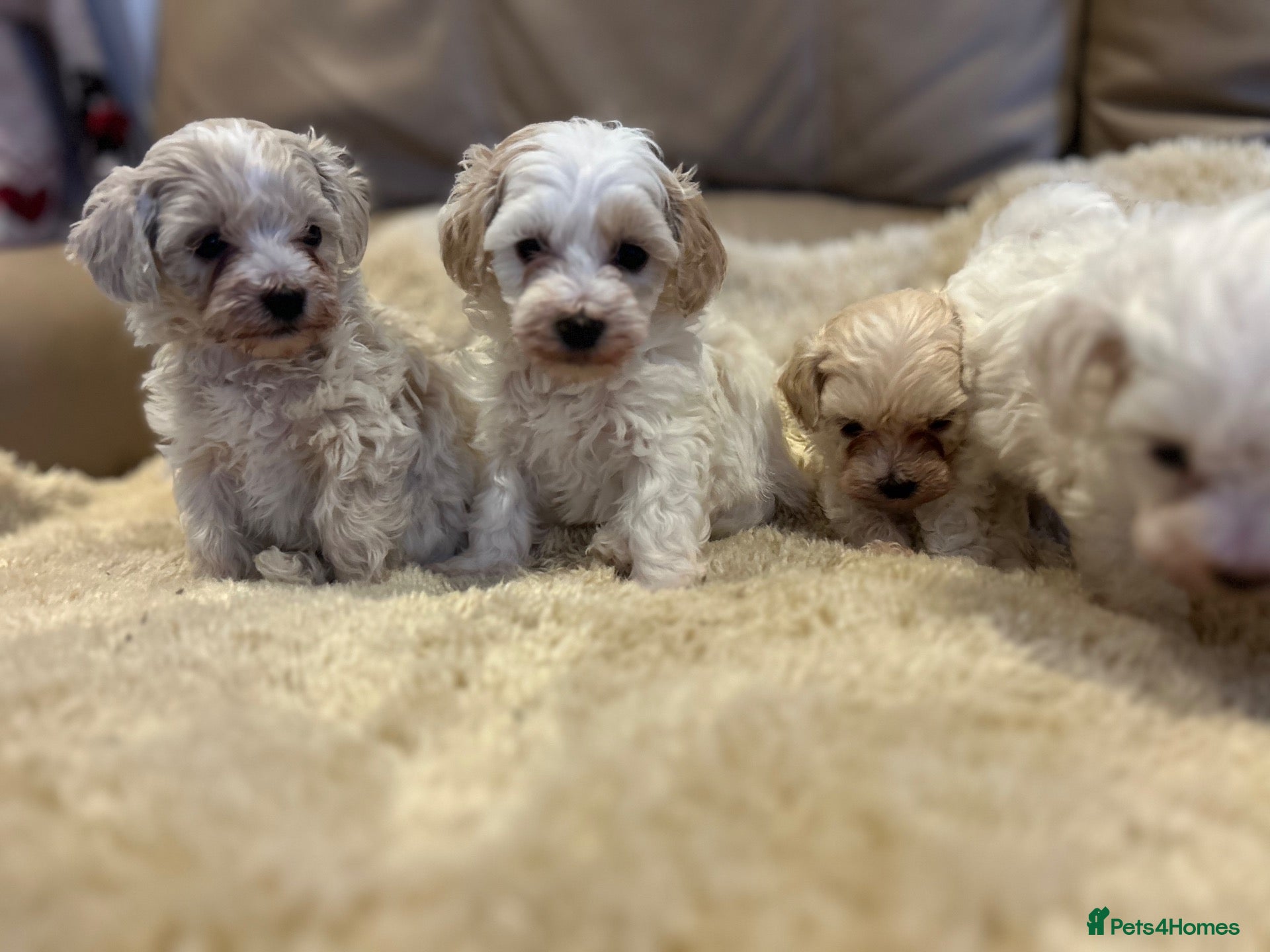 Maltipoo dogs Stunning little Maltipoo puppies  - Advert 7