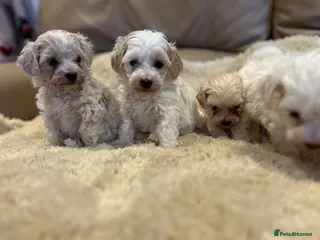 Maltipoo dogs Stunning little Maltipoo puppies - Advert 1