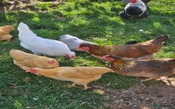 Chickens poultry for sale: Hybrids and bantams for sale - Image 2