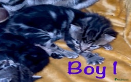 Bengal cats for sale: Gorgeous 5 Bengal-cross kittens - Image 7