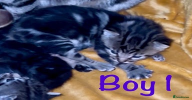 Bengal cats - Advert 9