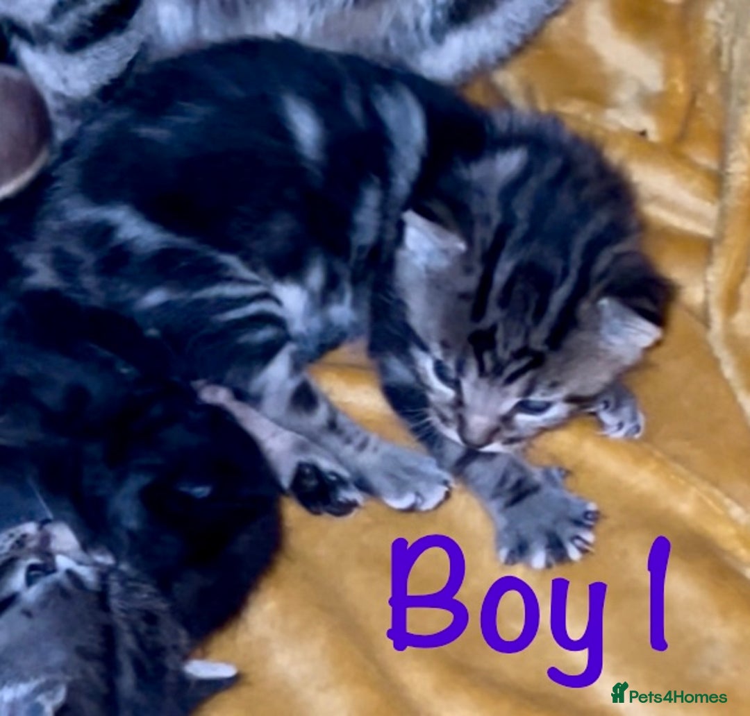 Bengal cats for sale: Gorgeous 5 Bengal-cross kittens - Image 7
