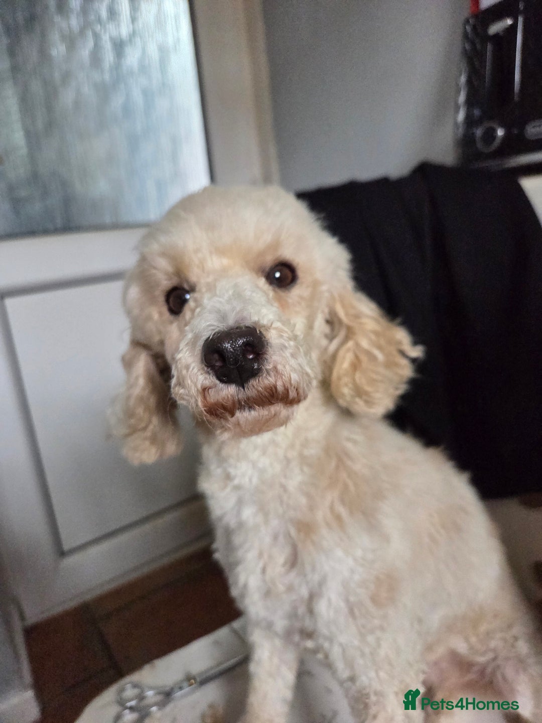 Miniature Poodle dogs for sale: 🩷 Miniture poodle girl 🩷 - Image 3