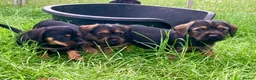 Mixed Breed dogs for sale: Border Terrier x wire haired Dachshund  - Advert 1