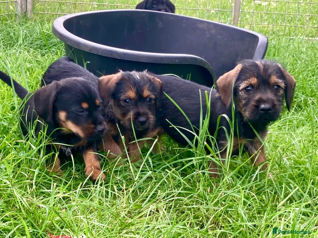 Mixed Breed dogs for sale: Border Terrier x wire haired Dachshund  - Advert 1