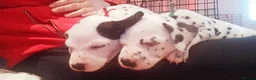 Dalmatian dogs for sale: Beautiful dalmatian puppies - Advert 23