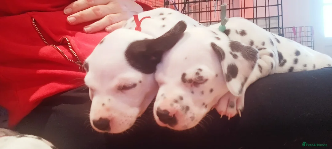Dalmatian dogs for sale: Beautiful dalmatian puppies - Advert 23