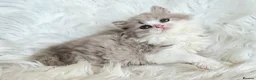 British Shorthair cats for sale: Stunning British shorthair kittens  - Advert 29
