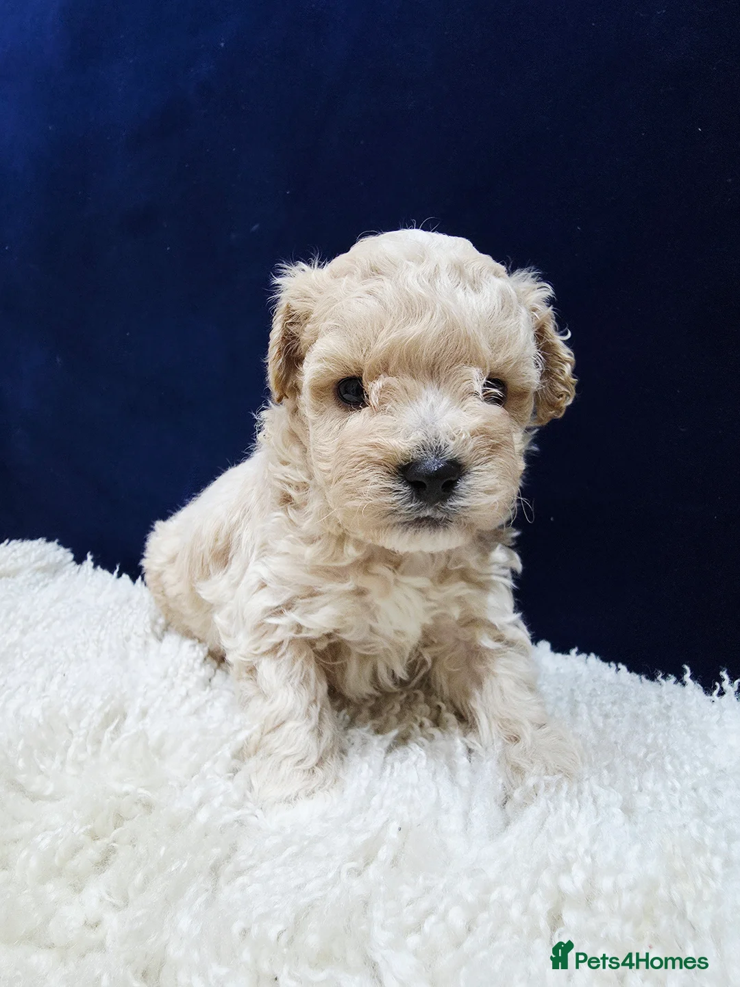 Maltipoo dogs for sale: F1B Maltipoo Puppies, Toy Size, Hypoallergenic, - Advert 12