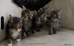 Maine Coon cats for sale: XXL kittens ready September  - Image 2