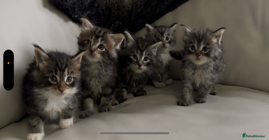 Maine Coon cats - Advert 1