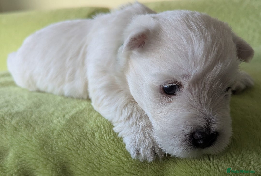 West Highland Terrier dogs for sale: Beautiful KC Registered White WestHighland Terrier - Advert 13