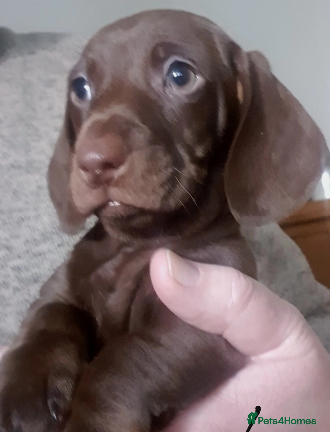 Miniature Dachshund dogs Miniature  dachshunds  - Advert 10