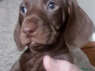 Miniature Dachshund dogs Miniature dachshunds - Advert 10