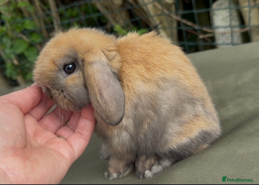 Mini Lop rabbits for sale: stunning baby girl ready now - Advert 4
