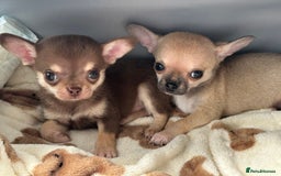 Chihuahua dogs for sale: Ready to go KC Chi pups - Image 1