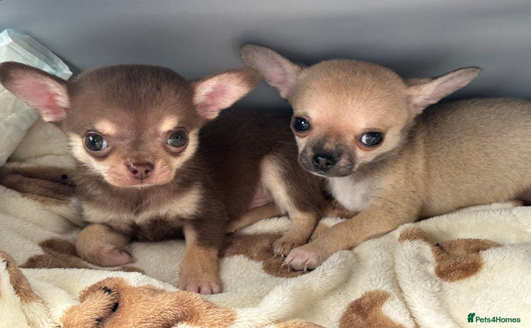 Chihuahua dogs - Advert 11