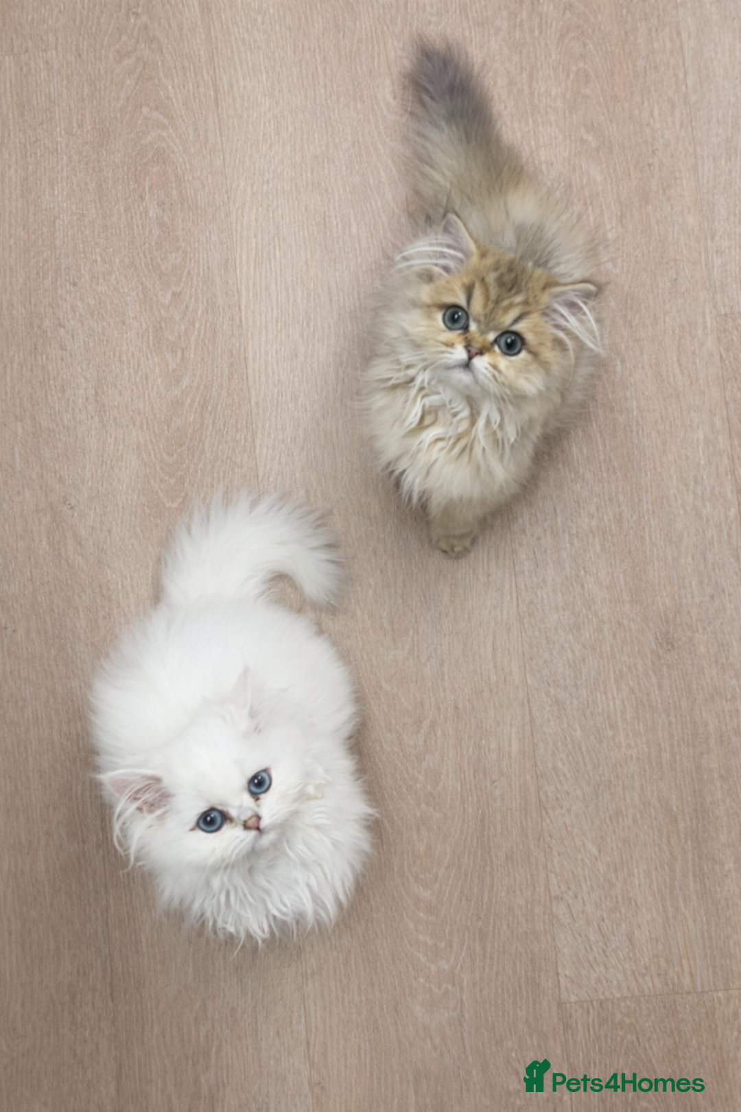 British Longhair cats for sale: Stunning British Longhair Kittens - Goldy & Snowy! - Advert 2