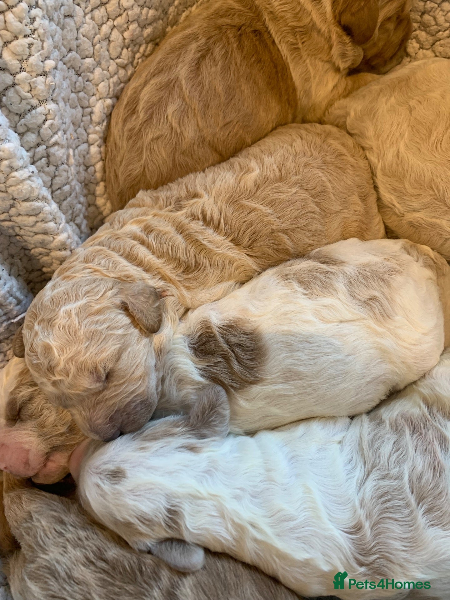 Goldendoodle dogs 🌟Premium Multi-Gen Doodle Puppies – Rare Colours  - Advert 7