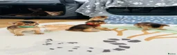 Abyssinian cats for sale: Abyssinian kittens 🌟😻🌟 - Advert 33