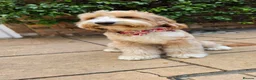 Labradoodle dogs for stud: STUNNING AUSTRALIAN LABRADOODLES HIP 0/0 ELBOW 0/0 - Advert 5