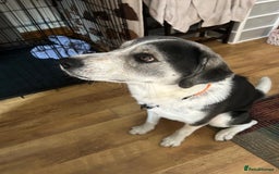 Mixed Breed dogs for sale: Huskeydor 10 months old - Image 6