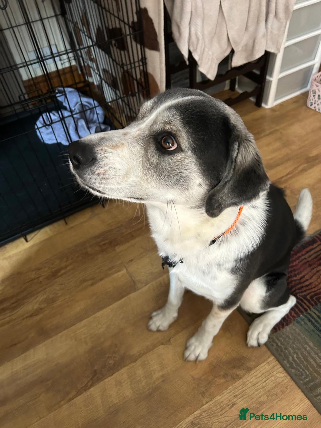 Mixed Breed dogs for sale: Huskeydor 10 months old - Image 6