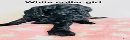 Cockapoo dogs for sale: Stunningly unique health/DNA tested Cockapoos  - Advert 23