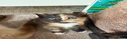 Mixed Breed cats for sale: Calico Beautiful-Mum Siamese Dad Ragdoll Bengal  - Advert 14