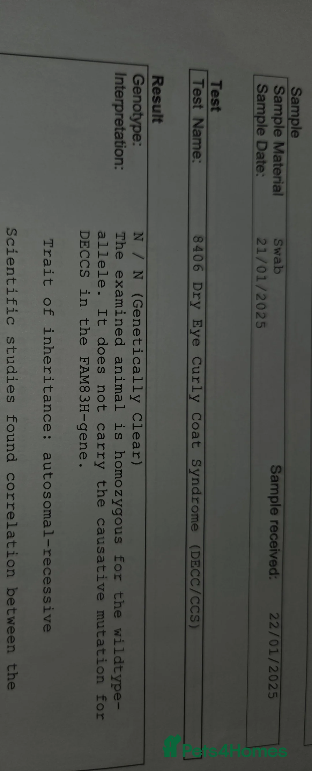 Cavalier King Charles Spaniel dogs for stud: Extensively health tested ruby STUD - Advert 20