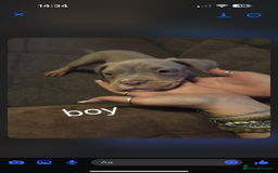 American Bully dogs for sale: American pocket bullys - Image 17