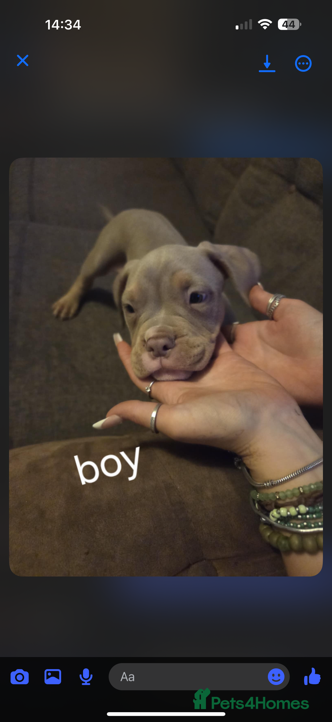 American Bully dogs for sale: American pocket bullys - Image 17