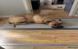 Mixed Breed dogs for sale: Meet Hooper – Your Loyal, Loving Companion Awaits! - Image 7