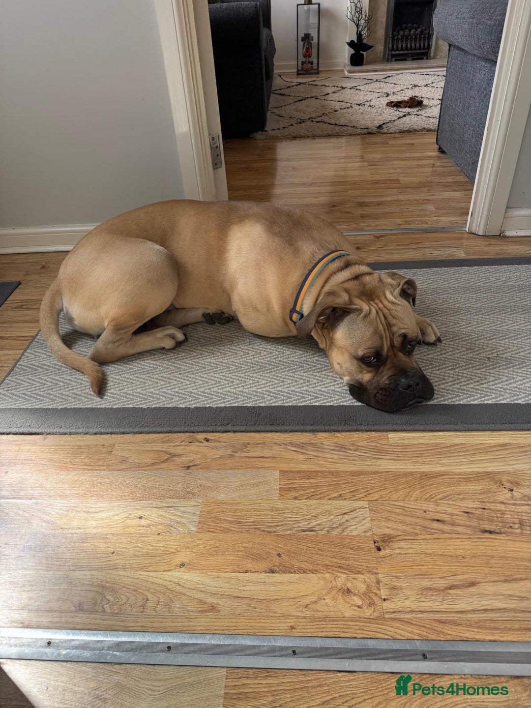 Mixed Breed dogs for sale: Meet Hooper – Your Loyal, Loving Companion Awaits! - Image 7
