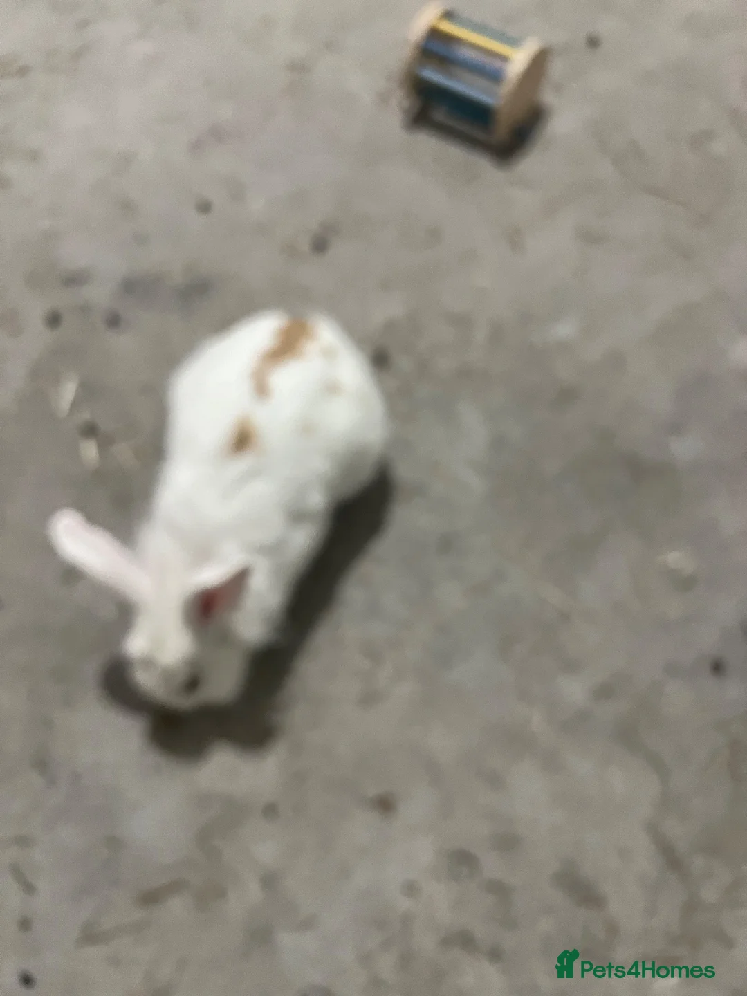Mixed Breed rabbits for sale: Hi this is frank this is a hard situation on us in Aberdeen - Advert 2
