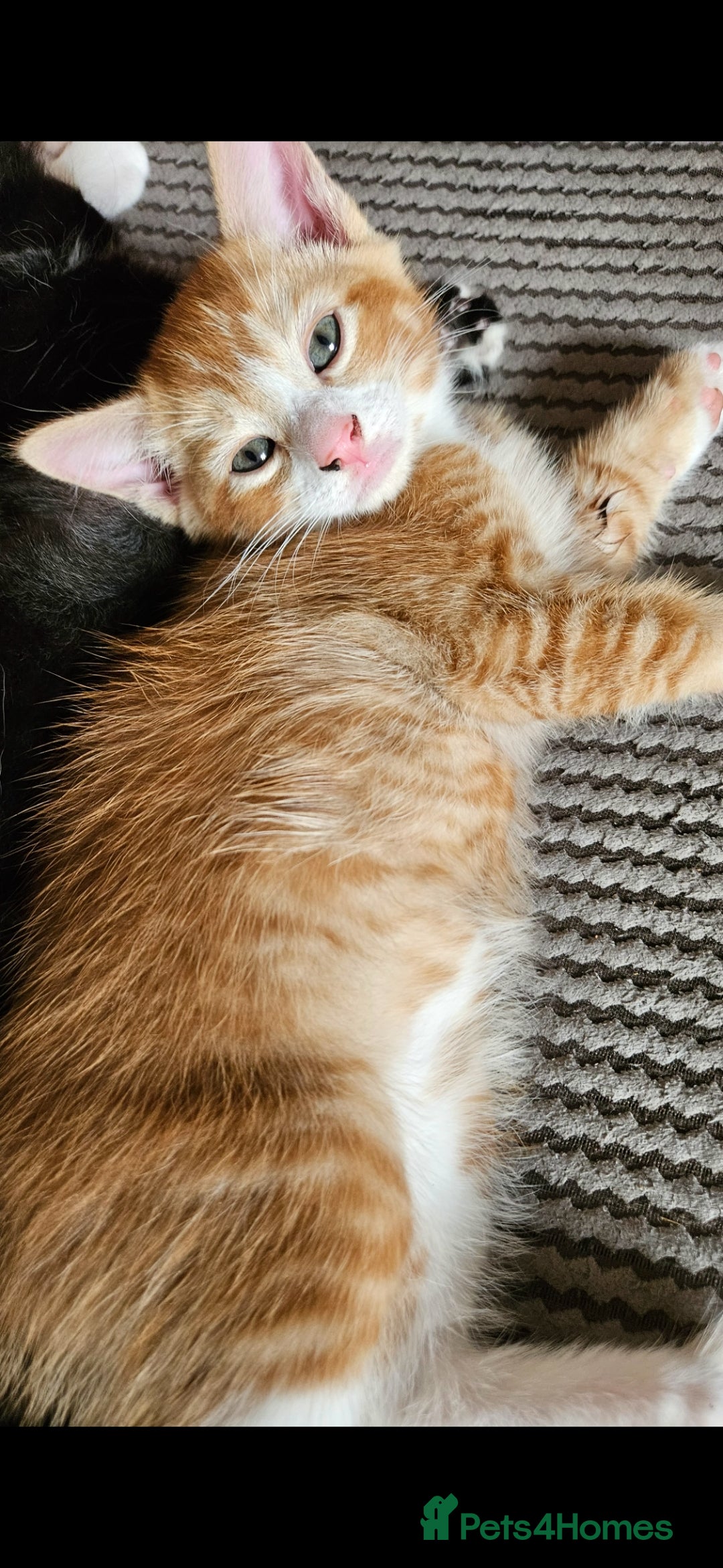 Mixed Breed cats Beautiful kittens looking for there forever homes  - Advert 2