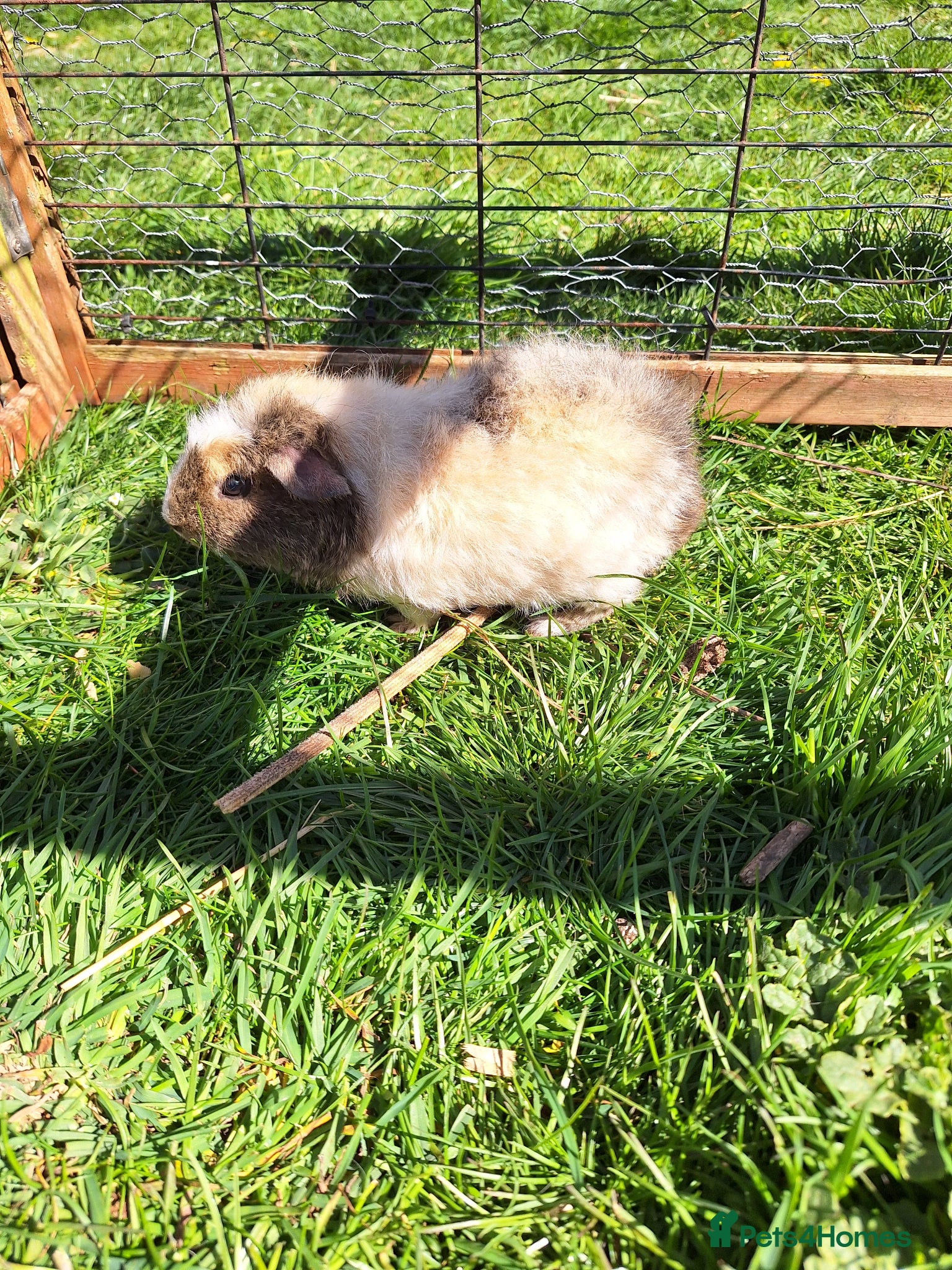 Guinea Pig rodents Baby male guinea pigs for sale - Advert 20