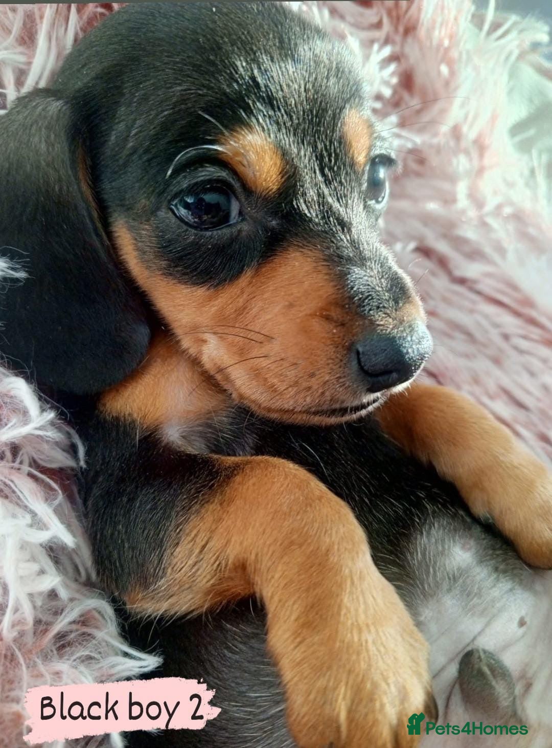 Miniature Dachshund dogs for sale: ✨ Miniature Dachshund– 6 Beautiful Pups! ✨ - Advert 11