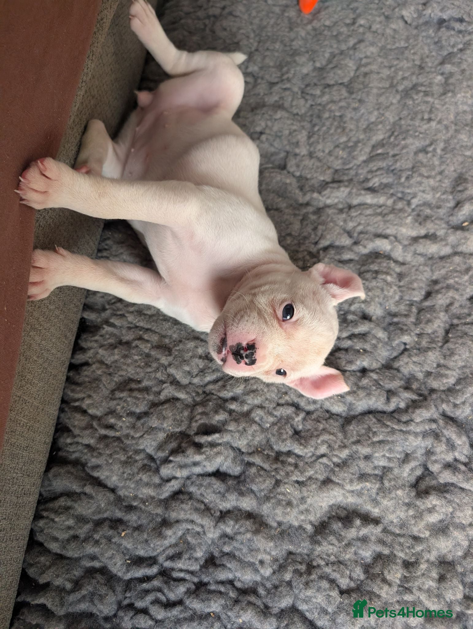 American Bulldog dogs Johnson American bulldog puppies - Advert 2