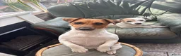 Jack Russell dogs for sale: Senior Jack Russell Terrier - Advert 7