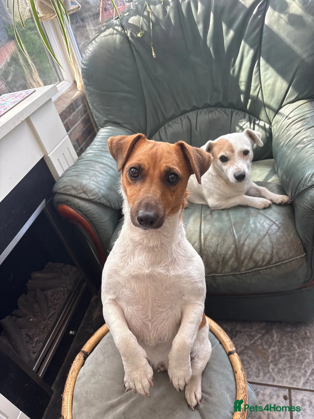 Jack Russell dogs for sale: Senior Jack Russell Terrier - Advert 7