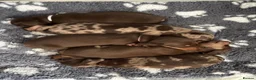 Miniature Dachshund dogs for sale: Ready now. Miniature dachshund puppies KC reg  - Advert 7