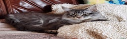 Maine Coon cats for sale: Three beautiful Maine Coon kittens - Advert 10