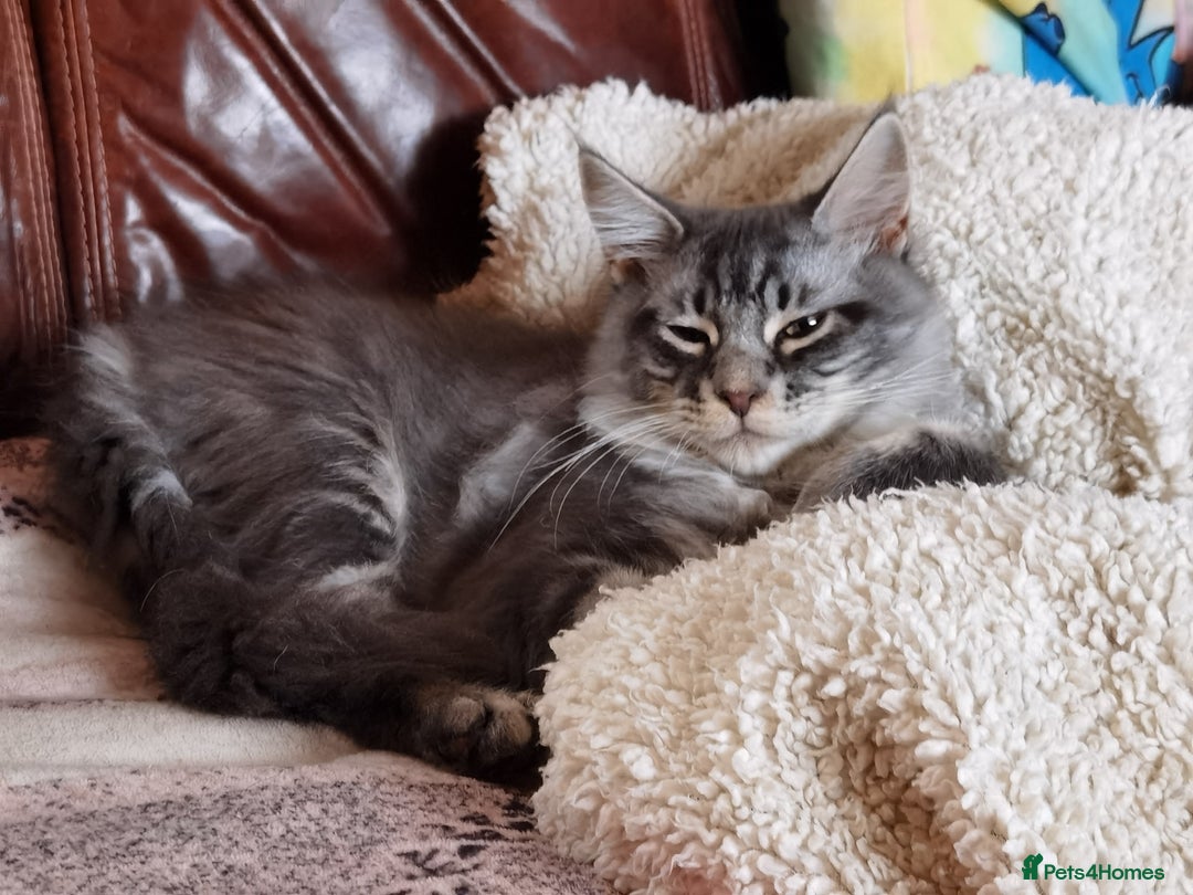 Maine Coon cats for sale: Three beautiful Maine Coon kittens - Advert 10