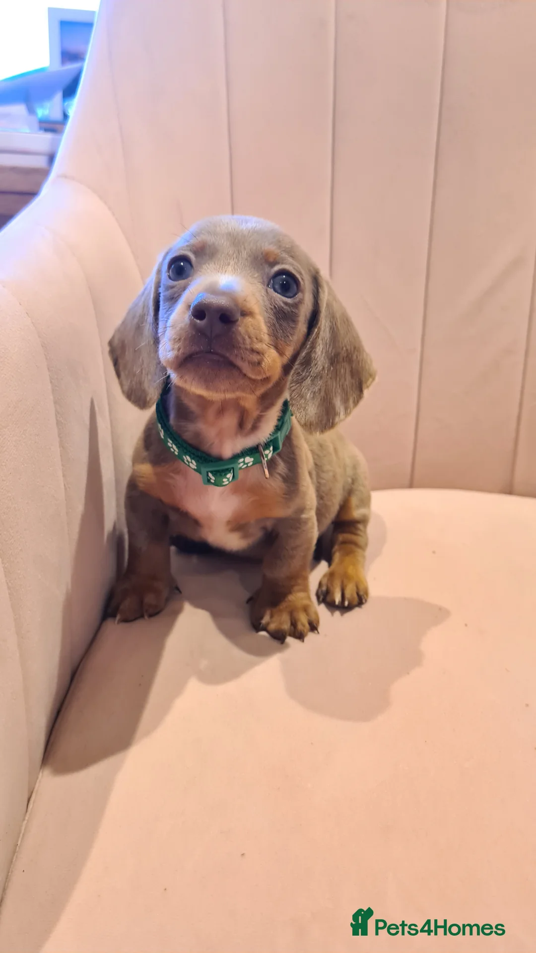 Miniature Dachshund dogs for sale: Lilac dapple daxies ready soon 3 girls 2 boys left - Advert 29