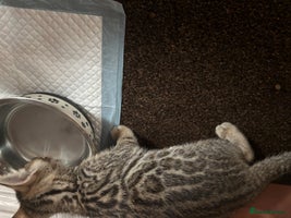 Bengal cats - Advert 2