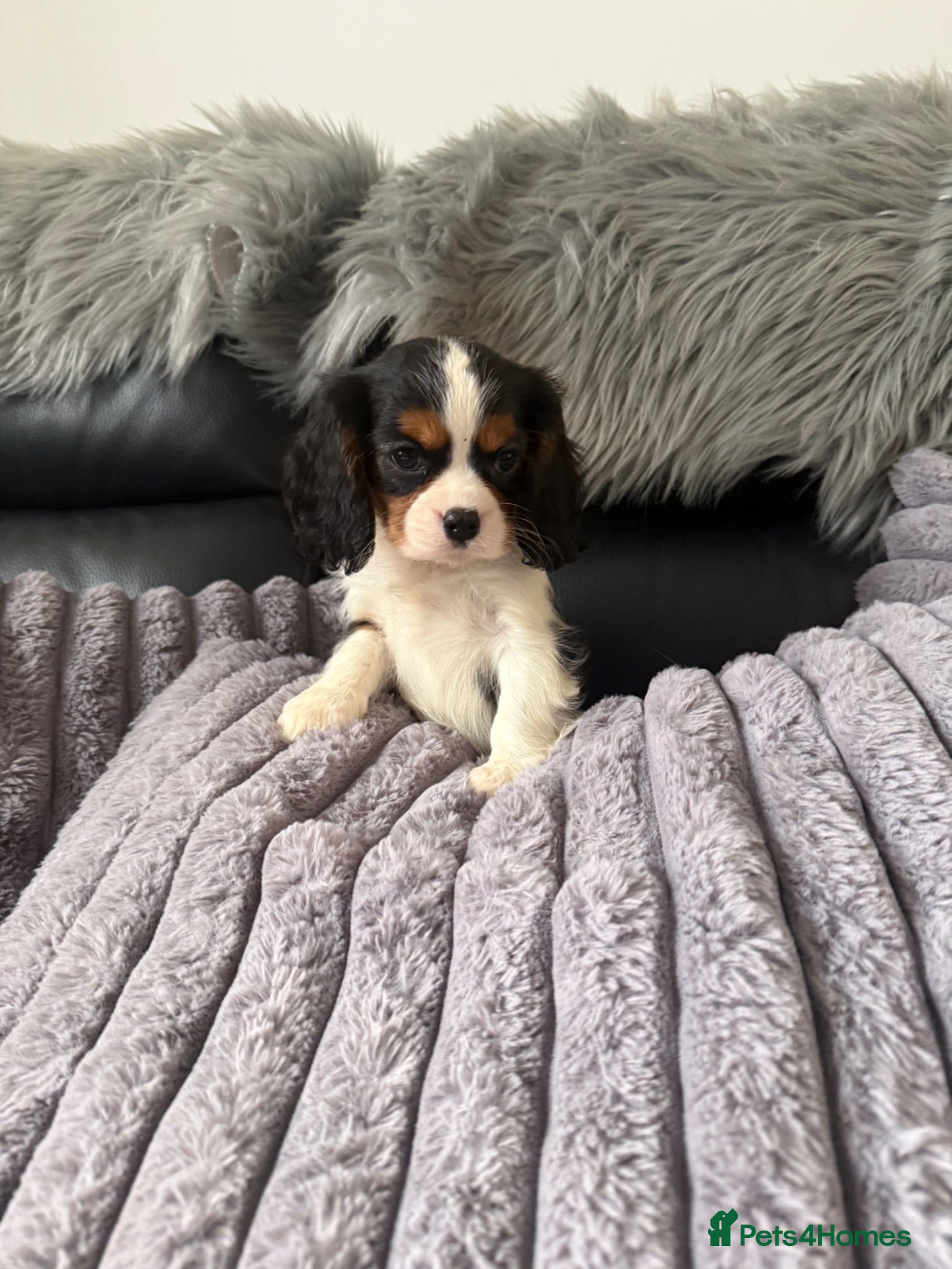 Cavalier King Charles Spaniel dogs Kc cavalier puppies dna clear check prices ❤️💙 - Advert 2